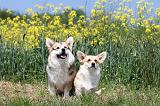 CORGI PEMBROKE 441